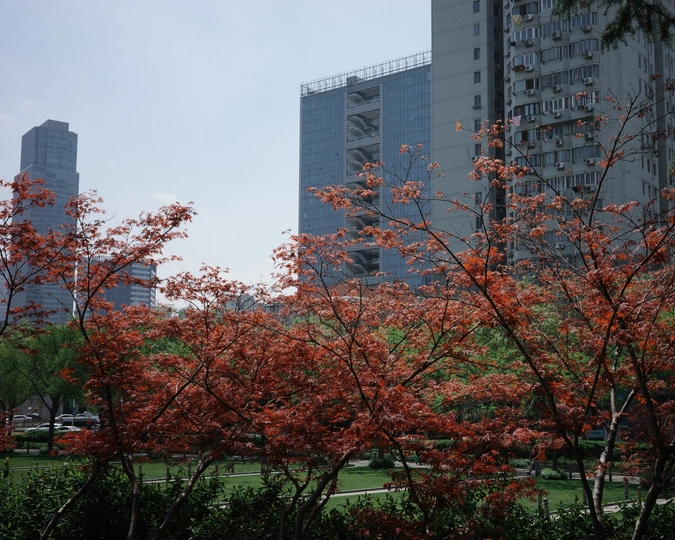 公园里盛开着红花 背景是高耸的建筑物。