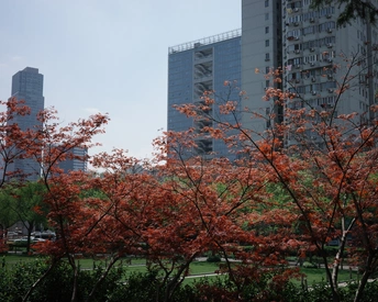 公园里盛开着红花 背景是高耸的建筑物。