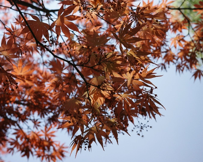 秋天里红枫叶映衬着蓝天