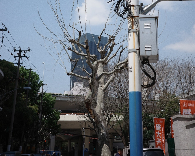 蓝色和白色的杆子、一棵树和一座建筑