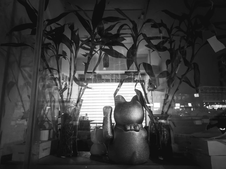 一只黑白相间的猫坐在窗户前