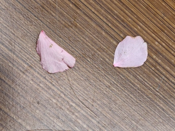 一朵粉红色花的花瓣 放在一张纸片上 放在木桌上