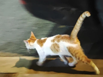 一只橙色和白色的猫在汽车旁边的一条街道上走