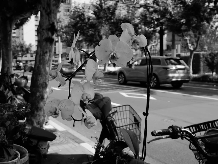 一辆黑白照片 街上有停在人行道上的汽车 一辆自行车前面有一个装满花的篮子。