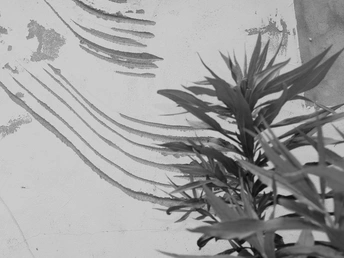 一张黑白照片 植物及其影子