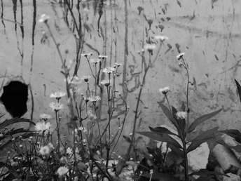 一位男孩和女孩坐在有花的墙前