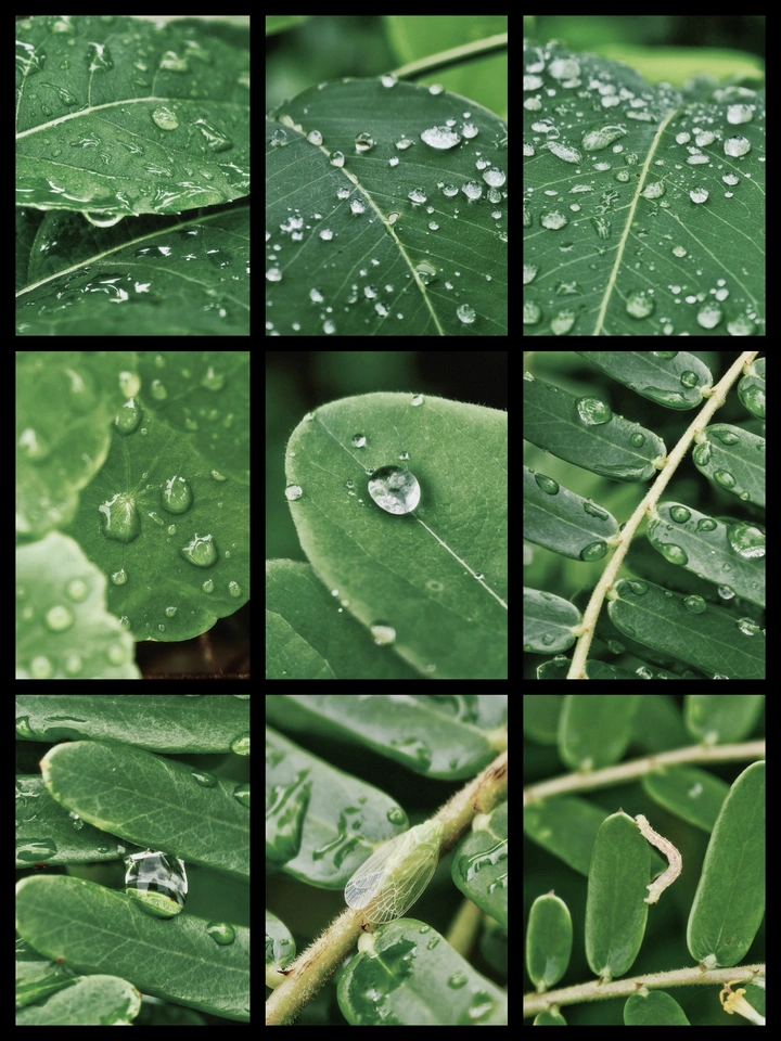 雨后青绿