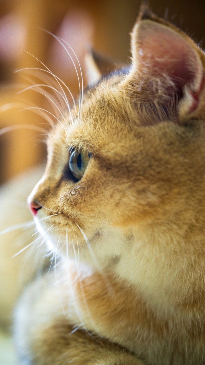 阿猫