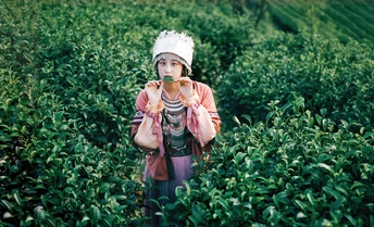 一位戴帽子的年轻女子站在一片绿茶田里