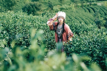 一位妇女站在茶园里采茶