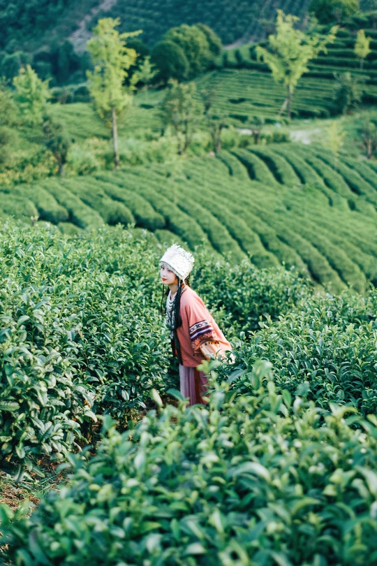 茶园中的妇女穿过茶园