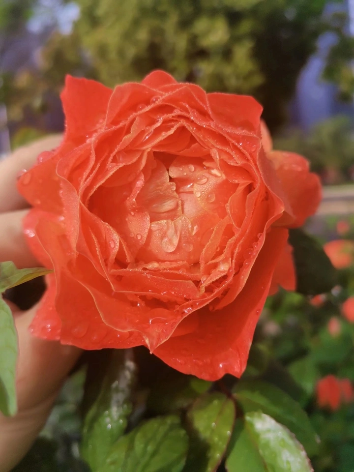 《生如夏花》）