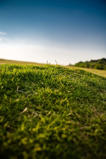 绿油油的草地 阳光明媚的一天