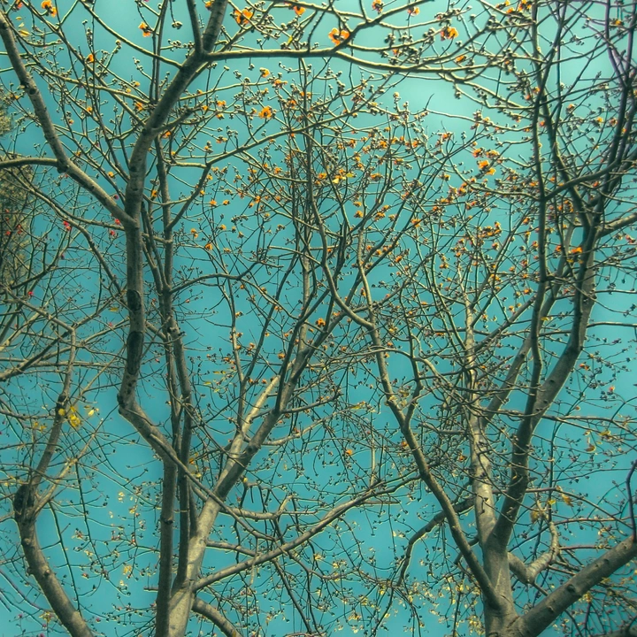 花 画