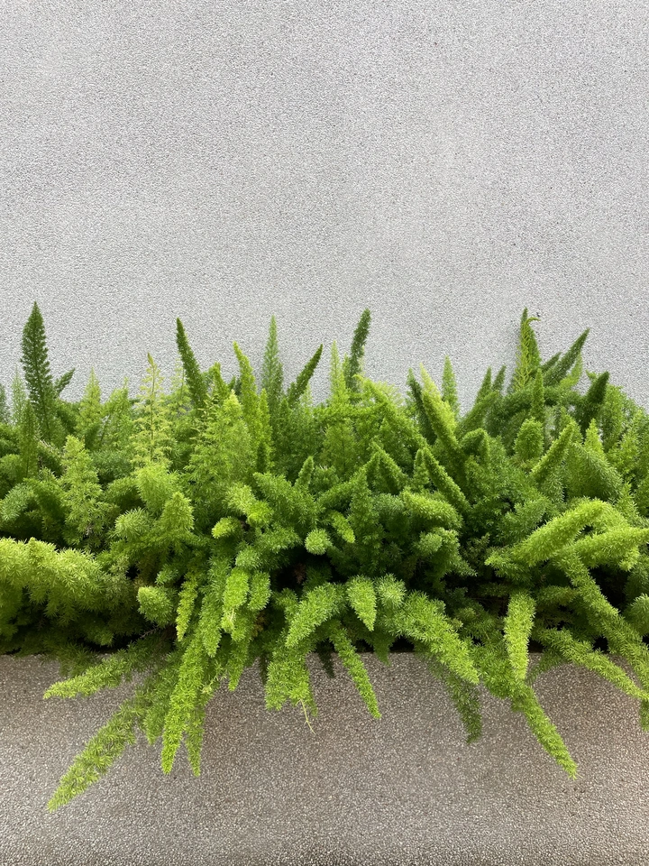 墙角的绿植
