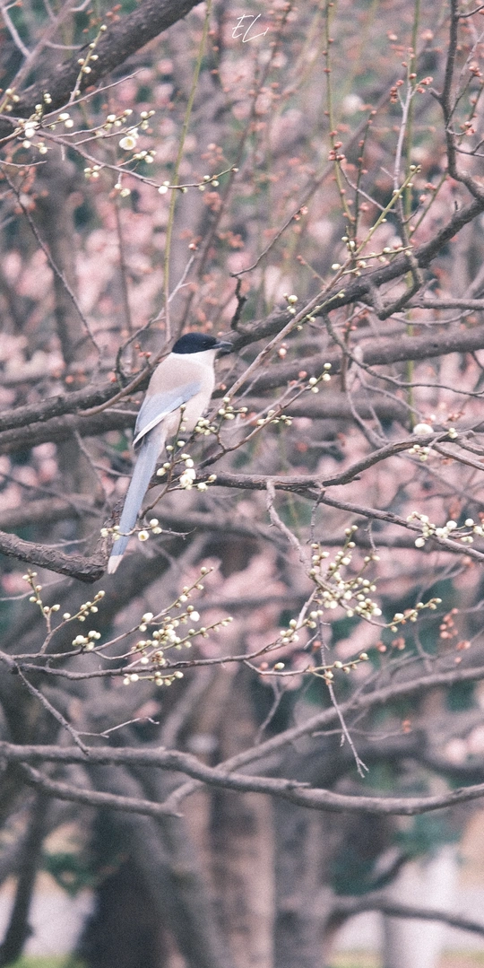 一只小鸟坐在树的分枝上