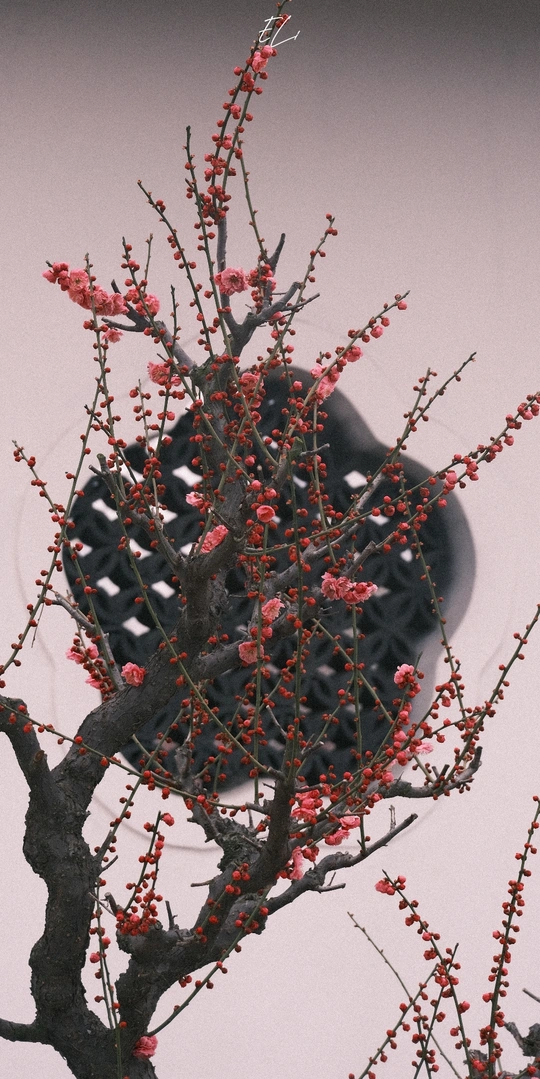 一棵树 树枝上有红花