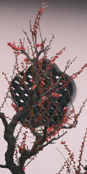 一棵树 树枝上有红花