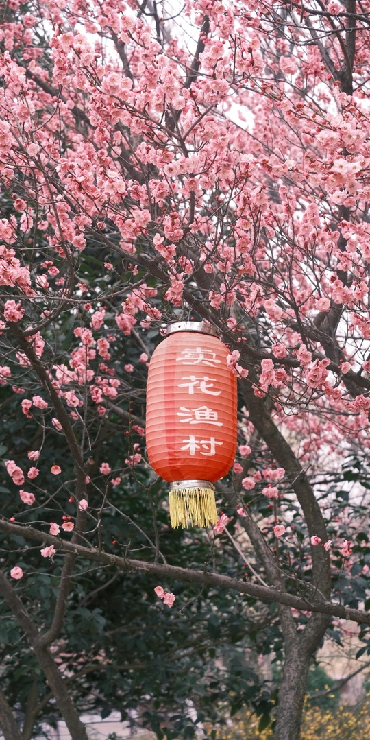 一盏挂在一棵开满粉花的树上方的红灯笼