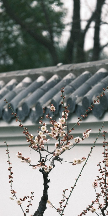 一只小鸟停在开满白色花朵的树枝上