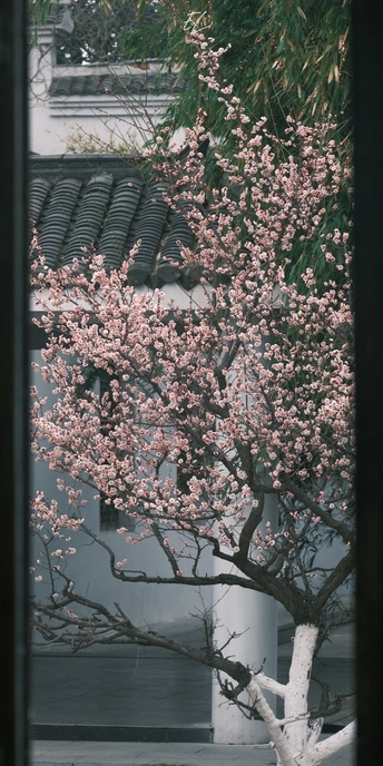 一棵开满粉红色花朵的白房子外面的树