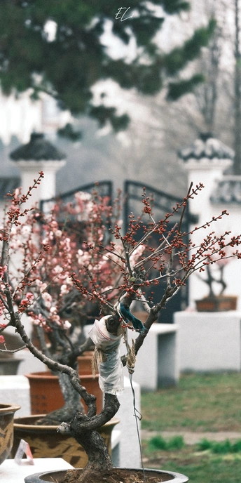 一个男人在墓地浇灌一棵小树。