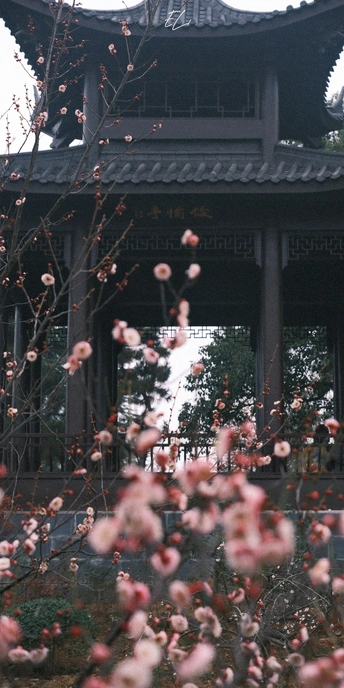 花园中的一个佛塔 周围有粉红色花朵