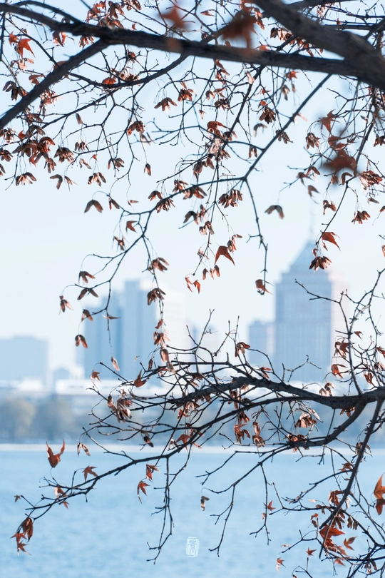 湖对岸城市的天际线 前景中有树枝
