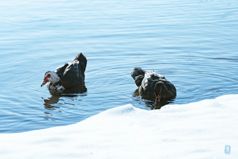 雪地上的水域中游泳的鸭子