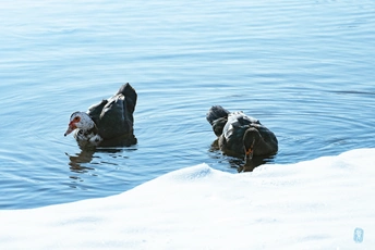 雪地上的水域中游泳的鸭子