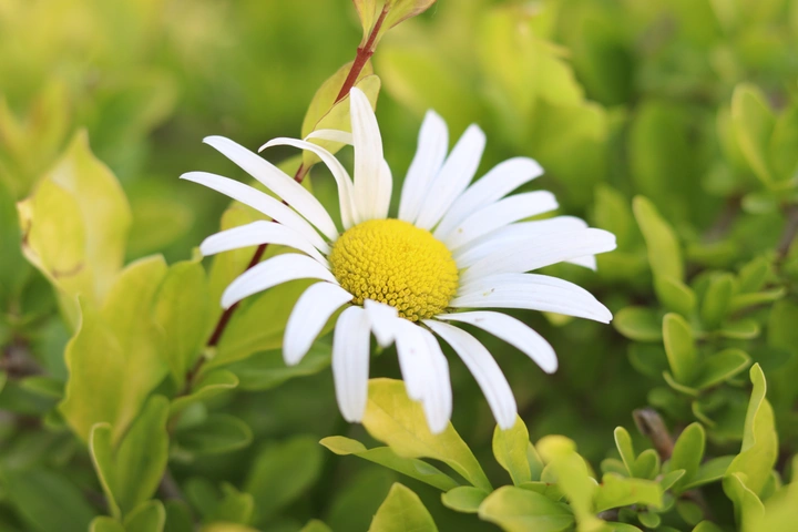 校园里的菊花