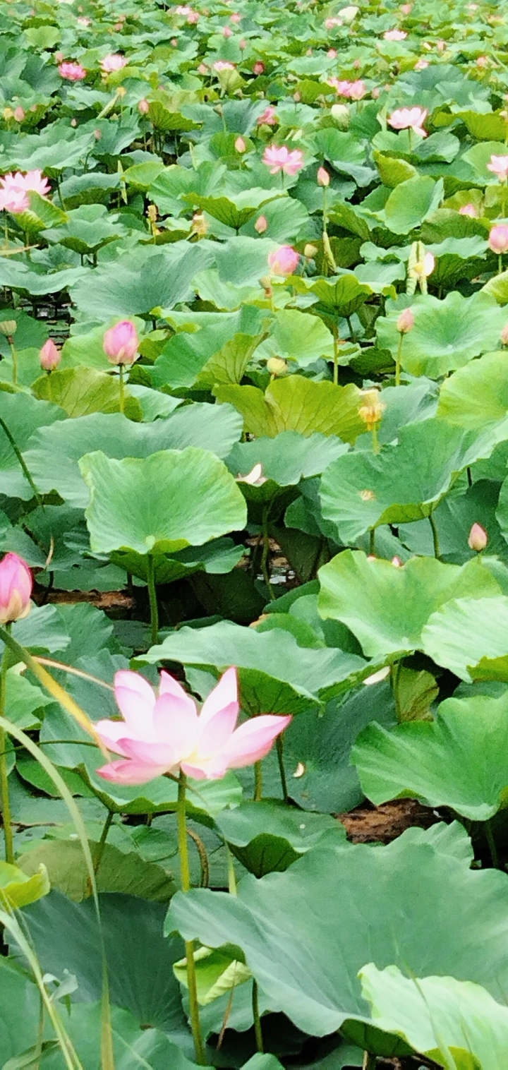 （摄影小白）夏天的莲
