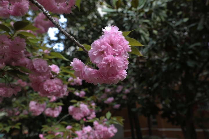 树上花