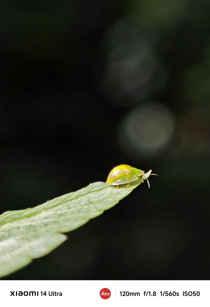 甲虫