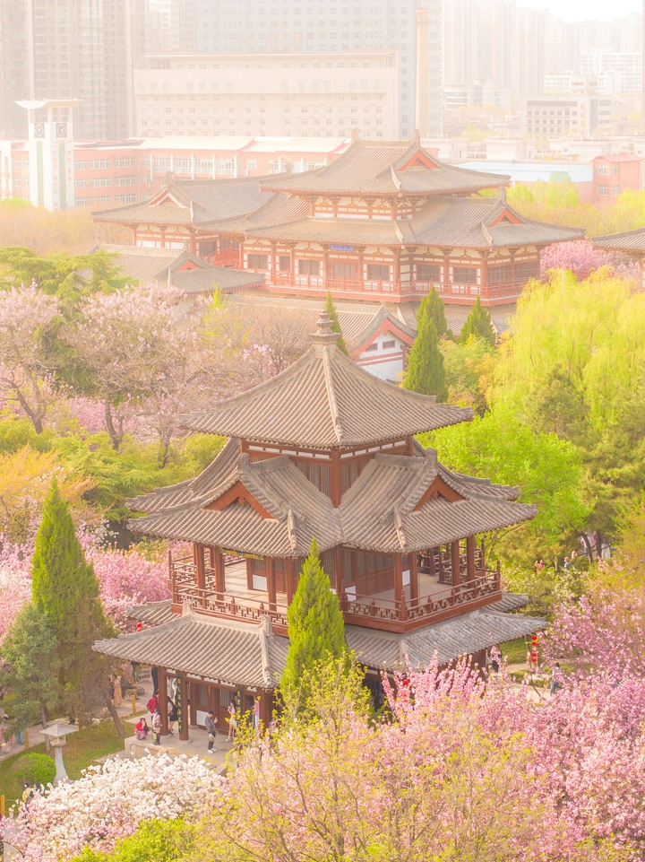 樱花簇拥下的青龙寺