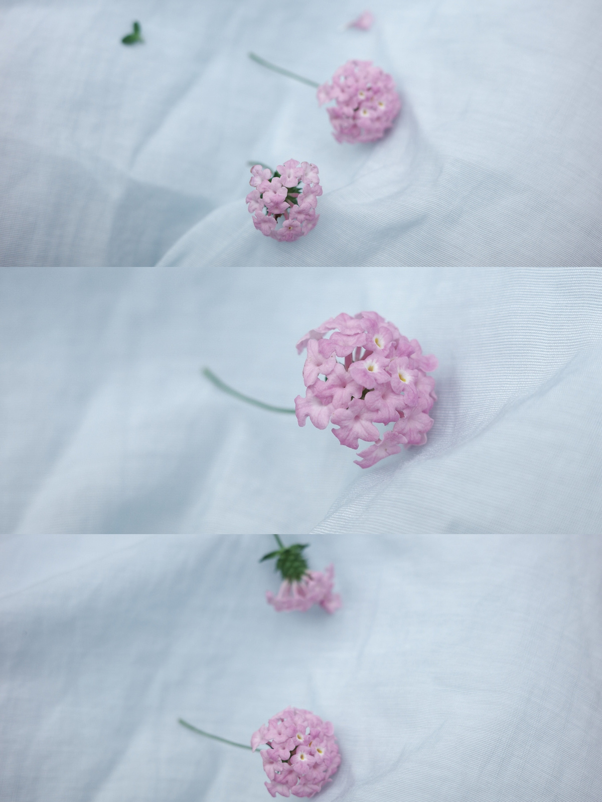 一束粉红色的小花 放在一块白色的布上。