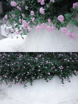 一些粉色花朵生长在一面墙上的白色花盆中。