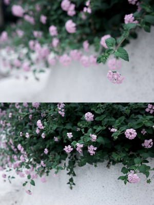 一些带有粉色花朵的白墙上长满了植物