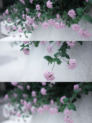 一束粉色花朵的植物 生长在白色花瓶中