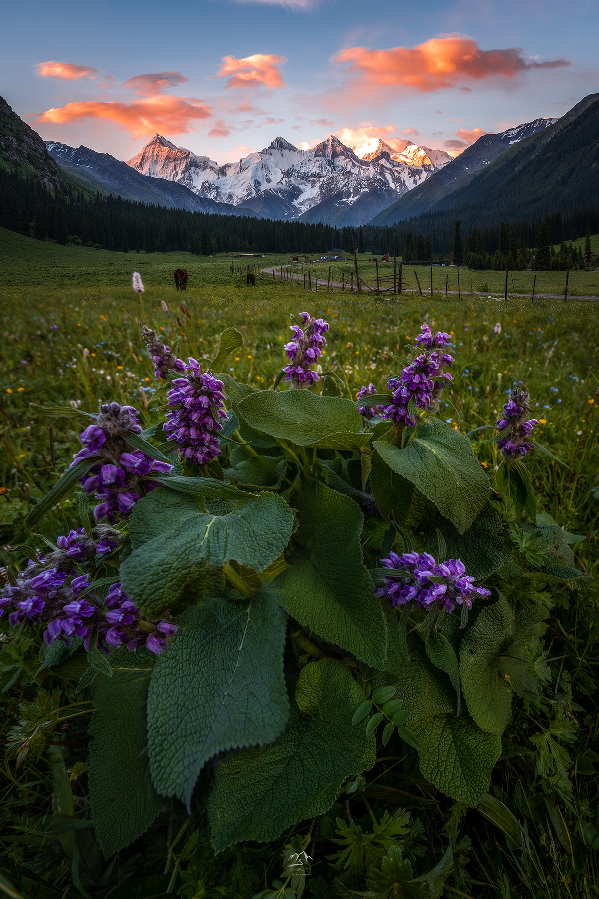 远处是山脉 前景中有一头牛在吃草 前景中有一片野生的紫色野花。