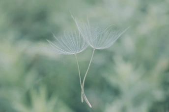 一片白色的蒲公英在绿色的草地上