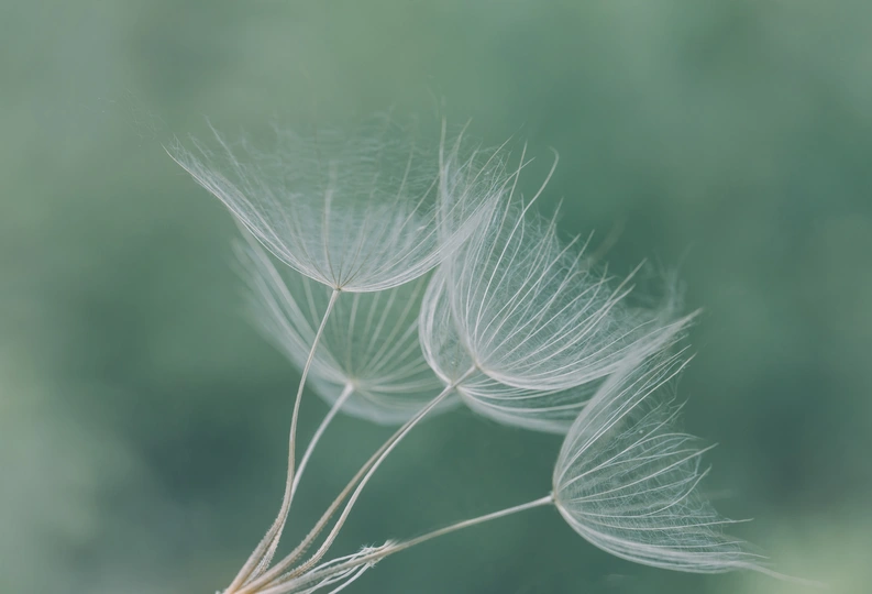 风中吹着蒲公英的种子