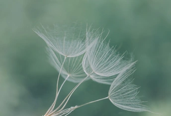 风中吹着蒲公英的种子