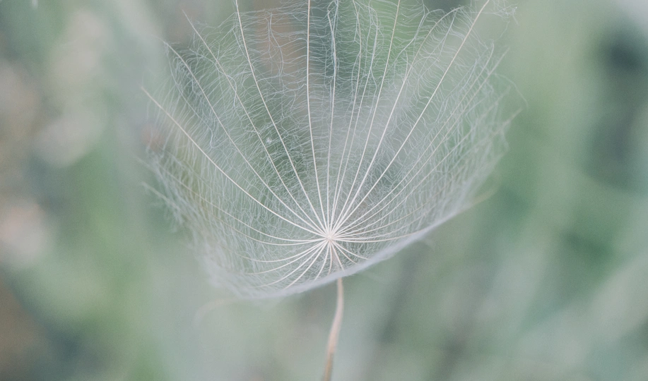 一片野花中的白色蒲公英