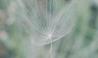 一片野花中的白色蒲公英
