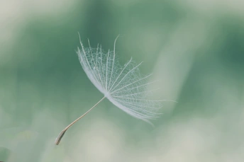 风中吹散的蒲公英