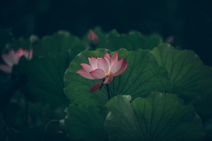 一池墨荷