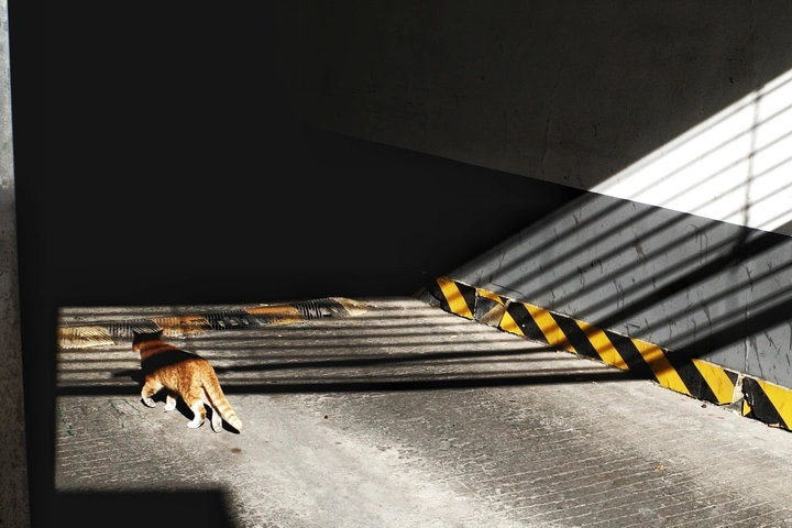 溜达猫