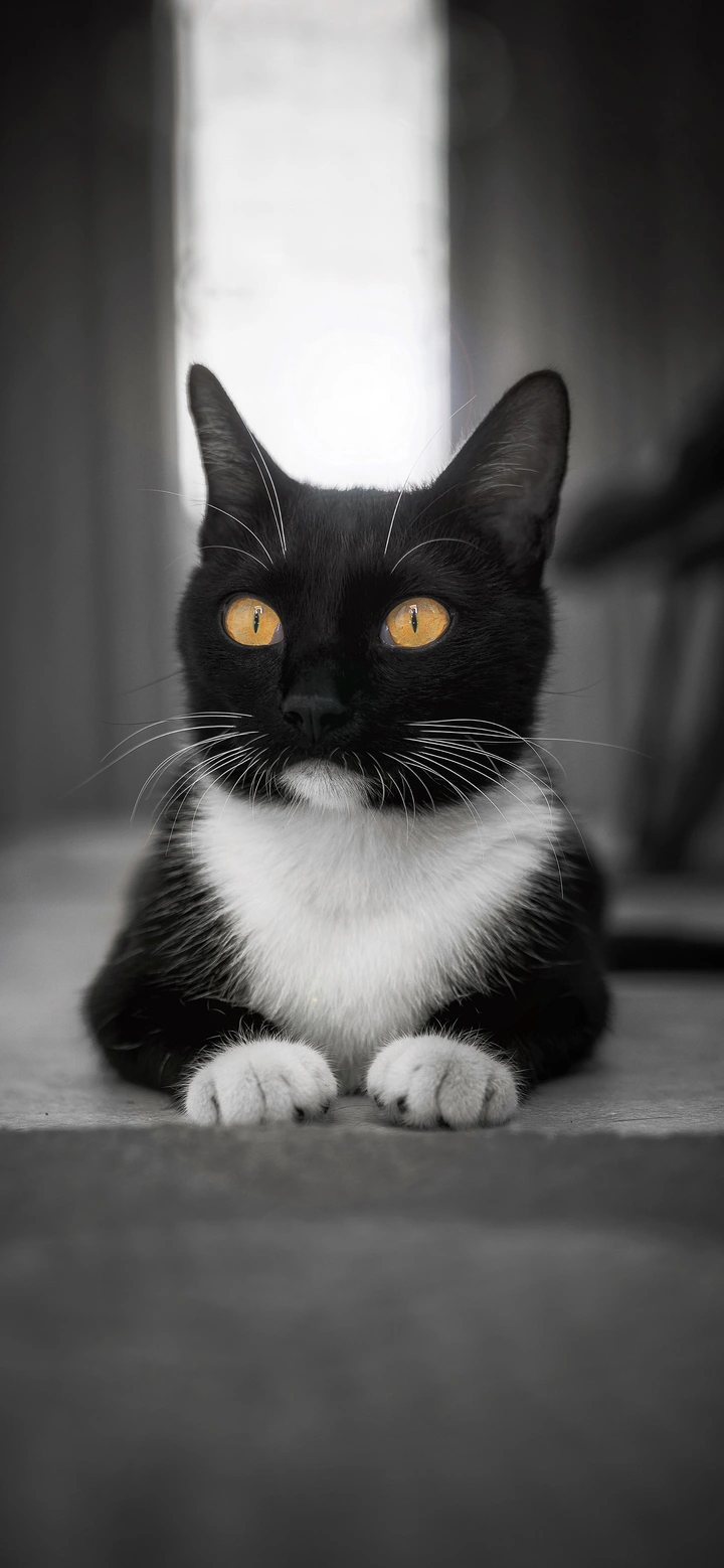 黑猫警长