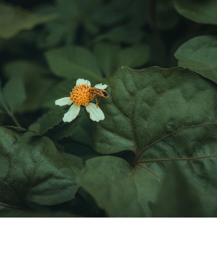 野菊花